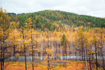  The river flows through the autumn forest. Horizontally.