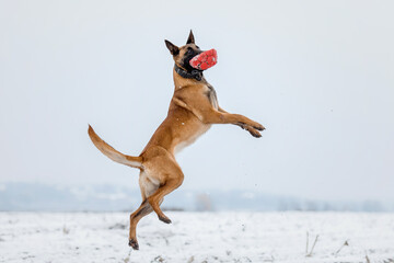 Belgian Shepherd Dog running and jumping. Malinois dog in winter landscape