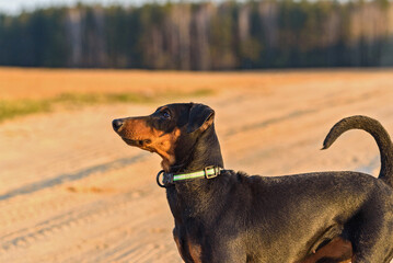 Cheerful young German Pinscher is playing on the field.