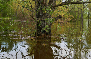 Obraz premium willow trunk in water during flood