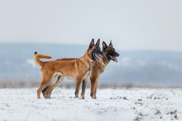 Belgian Shepherd Dog Malinois dog in winter landscape