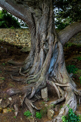 Fototapeta na wymiar Einzelner skurril gewachsener Baum
