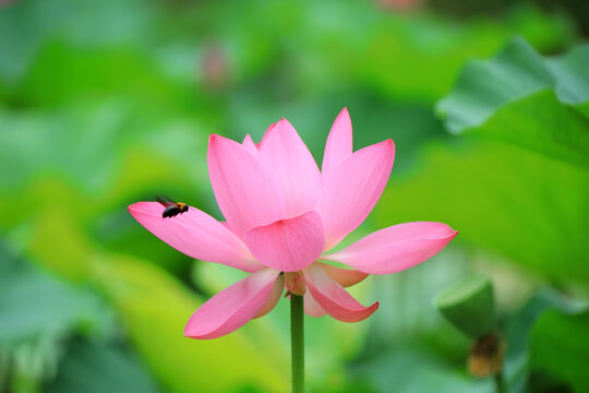 Beautiful pink lotus, close-up photos