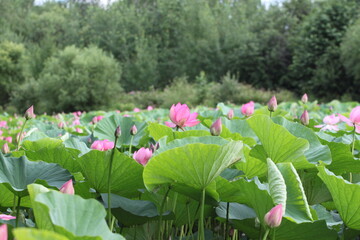 Obraz na płótnie Canvas lotus, lotus lake, flower, pink flower, beauty, nature, petals, nature, life, summer