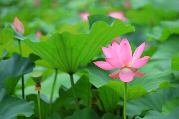 Beautiful pink lotus, close-up photos