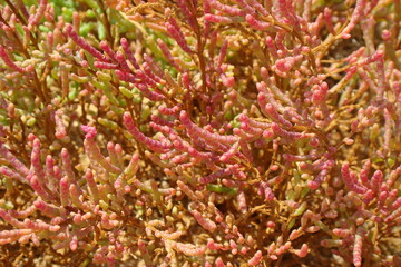Twiggy Glasswort (Salicornia ramosissima)