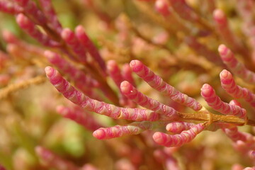 Twiggy Glasswort (Salicornia ramosissima)