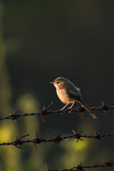 robin on a branch