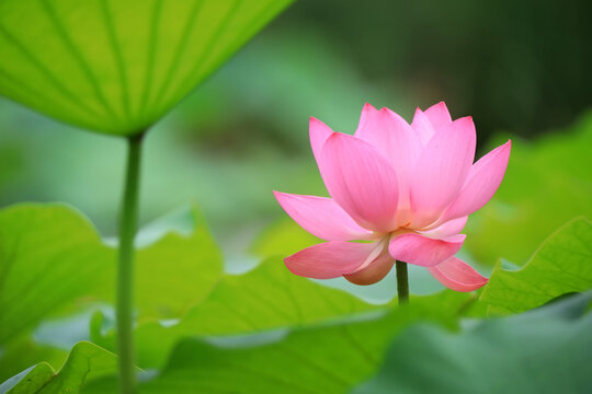 Beautiful pink lotus, close-up photos