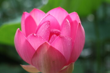 Fototapeta na wymiar lotus, lotus lake, flower, pink flower, beauty, nature, petals, nature, life, summer
