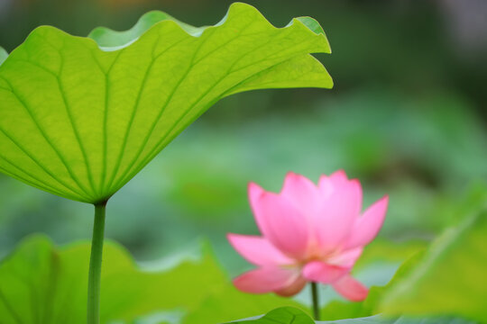 Beautiful pink lotus, close-up photos