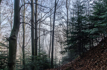 Las i mgła