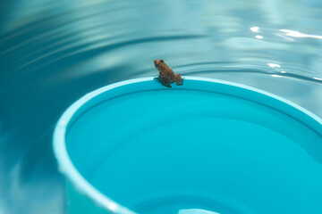 Kleine Kröte Frosch auf Rand von großer türkiser Plastikschüssel schwimmt durch einen Pool	