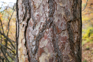 pine trunk close-up in autumn
