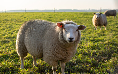 sheep in a field
