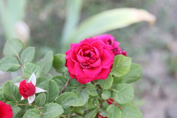 pink rose in garden, flower, nature, garden, love, green, beauty, plant, flora