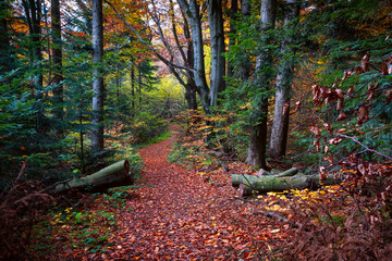 Panoramic background of autumn carpathian forest with gold and red foliage and sunny rays