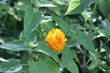 nature, garden, yellow, green, plant, flowers, summer, floral, flora, bloom, blossom, leaf, petal,