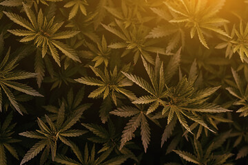 Background of young shoots of marijuana. Growing organic hemp on the farm. Wallpaper of marijuana....
