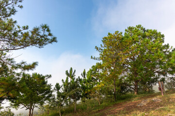 Obraz premium Beautiful pine tree Khao pra mea ya evening view on the top of Khao Luang Sukhothai ,Ramkhamhaeng National Park ,Sukhothai Thailand.