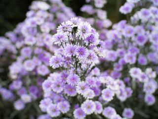 close up of purple Cutter Flower