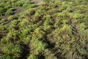 Fragile Glasswort (Salicornia procumbens)