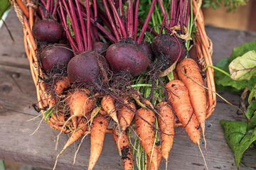 Fresh, freshly picked vegetables in the garden: carrots, beets with tops, dill. selective focus