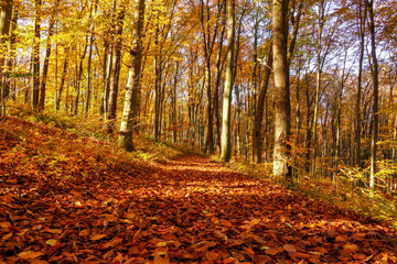 Autumn forest road leaves view. Autumn leaves ground. Autumn forest road landscape. Autumn leaves road view
