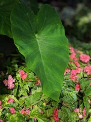 pink and green leaves