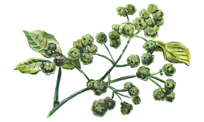 Sichuan pepper, raster illustration