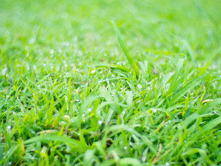 green grass background