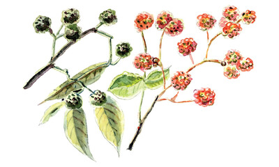 Sichuan pepper, raster illustration
