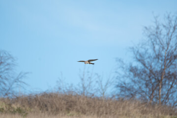 A Kestrel flies through the Yorkshire sky.