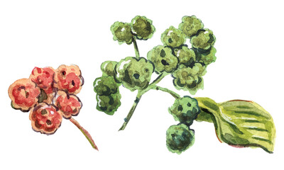 Sichuan pepper, raster illustration