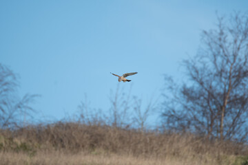 A Kestrel flies through the Yorkshire sky.