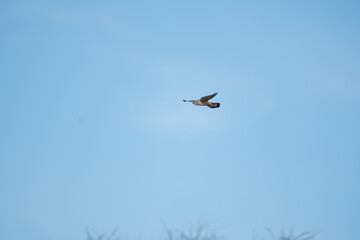 A Kestrel flies through the Yorkshire sky.