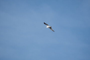Fototapeta na wymiar A Kestrel flies through the Yorkshire sky.