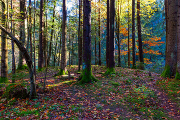 Panoramic background of autumn carpathian forest with gold and red foliage and sunny rays