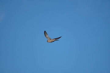 A Kestrel flies through the Yorkshire sky.