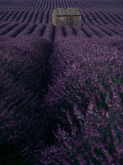 Fototapeta na wymiar Sunrise in lavender fields