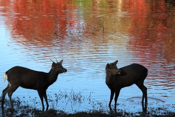 奈良公園の紅葉