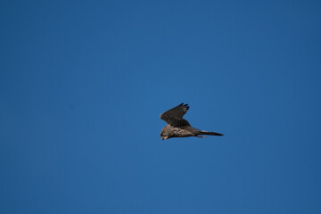 A Kestrel flies through the Yorkshire sky.
