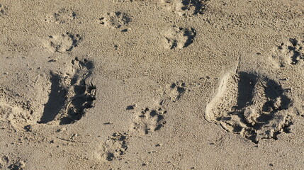 Bear, bear footprints, footprints, sand, footprints in the sand, SONY DSC