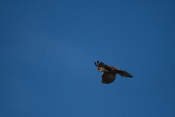 A Kestrel flies through the Yorkshire sky.