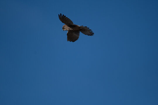 A Kestrel flies through the Yorkshire sky.