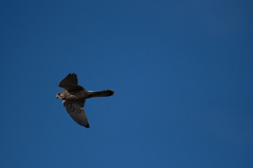 A Kestrel flies through the Yorkshire sky.