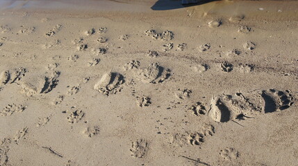 Bear, bear footprints, footprints, sand, footprints in the sand, SONY DSC