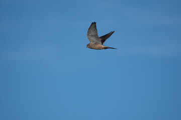 A Kestrel flies through the Yorkshire sky.