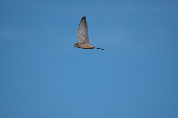 A Kestrel flies through the Yorkshire sky.