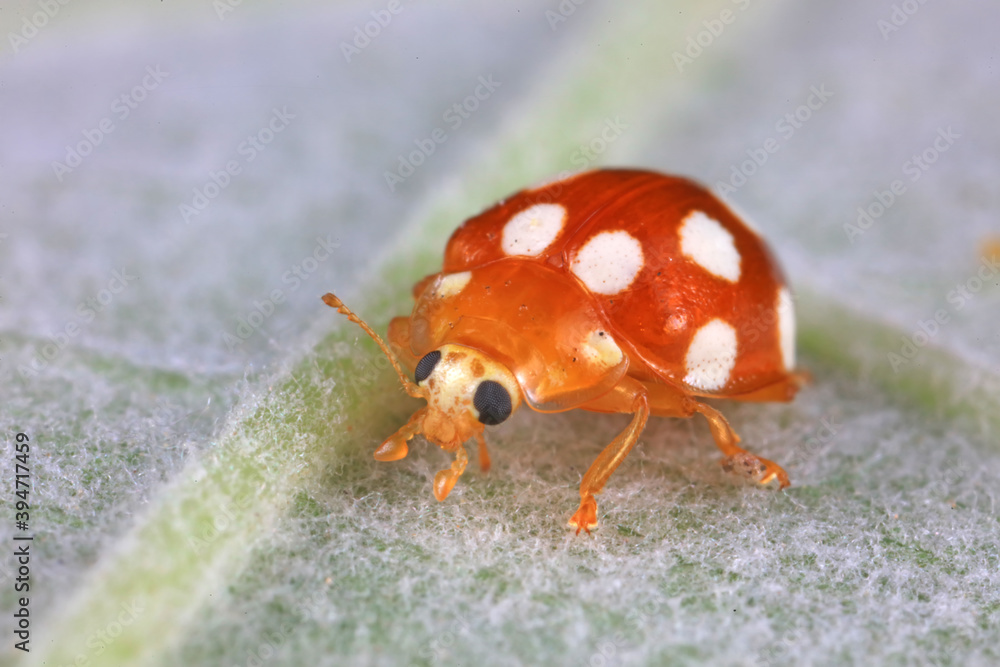 Sticker ladybug on green leaves, north china